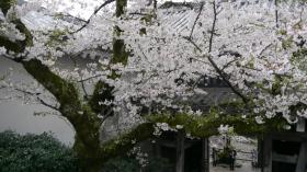 門を背景に桜