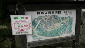案内は「散り始め」