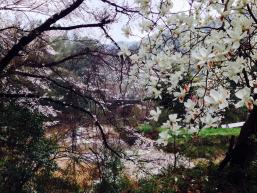 木蓮と桜
