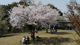 桜の木の下は宴会